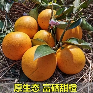 湖南怀化冰糖橙新鲜黔阳橙子当季孕妇水果手剥宝宝薄皮小甜橙10斤