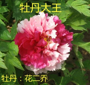 牡丹大王 花二乔 9-11月发货 复色传统品种重瓣盆栽庭院菏泽花苗