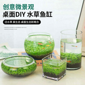 玻璃器皿桌面生态鱼缸微景观创意养鱼玻璃瓶送水培草籽水草缸造景