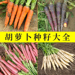 胡萝卜种子种籽水果四季的种子老品种孑紫色胡罗卜种红种大全子黄