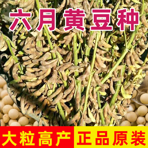 六月特大粒黄豆种大全高产大豆种子八月毛豆夏季种籽老品种早熟