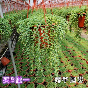 情人泪吊兰花卉盆栽防辐射室内珍珠垂吊多肉植物悬挂佛珠吊篮绿植