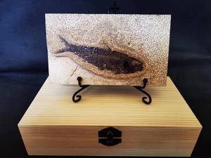 美国绿河组艾氏鱼摆台装饰商务礼品-化石匠人收藏