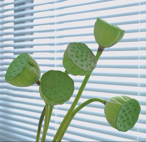 莲蓬新鲜带长杆花苞莲花荷花切花绿植花卉观赏小莲蓬自制干花室内