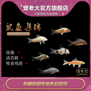 老鼠鱼金台鼠胡子鱼咖啡鼠熊猫鼠清洁鱼低栖鱼清道夫垃圾鱼除藻鱼