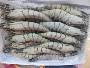 马来西亚进口虎虾 活冻特大虾海虾斑节虾九节虾黑虎虾草虾10盒/箱