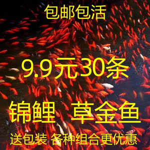 养海水鱼 养海水鱼品牌 价格 阿里巴巴