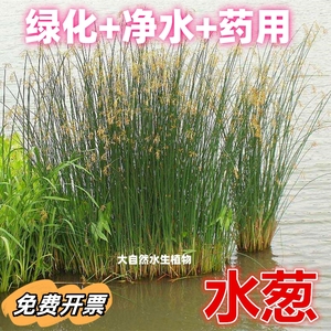 水葱冲天草水生挺水植物苗葱蒲莞草河道湿地公园绿化造景净化水质