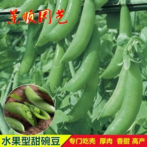 奇珍甜脆豌豆种子水果型吃壳厚肉甜豆荷兰豆籽秋季播阳台蔬菜种孑