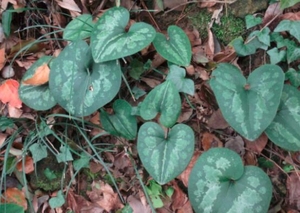 中药材种植苗细辛苗花脸细辛花脸王翻天印花叶细辛滇细辛苗