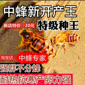 广西中蜂王红背蜜蜂产卵仓王活体强群王阿坝纯种伏牛王土蜂王包活