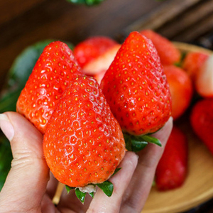 【草莓特价】植物君优选辽宁丹东红颜草莓 顺丰空运 净重要看说明