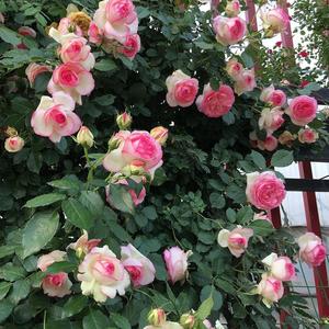 月季种子蔷薇花种玫瑰花种四季月季花籽爬藤植物花籽室外庭院花卉