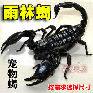 蝎子宠物活体宠物蝎子亚洲雨林蝎超大个体温顺无毒可上手幼体成体