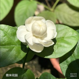 新品圆叶宝珠茉莉花苗盆栽圆宝茉莉独杆阳台庭院芳香植物苗圃直销