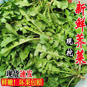 新鲜荠菜地菜现挖野生荠荠菜地丁混沌饺子春卷包子荠菜馅4斤包邮