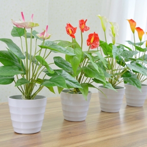 仿真假花草摆件PU马蹄莲家居客厅摆设塑料花束假植物盆栽套花艺