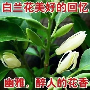 黄桷兰白兰花盆栽花卉植物室内树苗四季开花浓香黄玉兰角兰花
