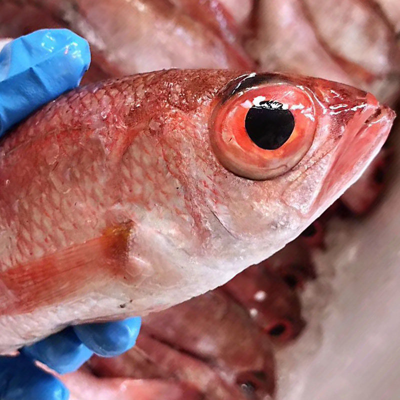 新鲜红果鲤野生赤鯥鱼肉鱼日本红黑喉鱼孕妇舟山海鲜鲜活水产