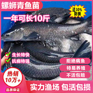 湖南青鱼苗淡水养殖特大型螺狮青鱼黑皖大青鱼食用活体活鱼苗包邮
