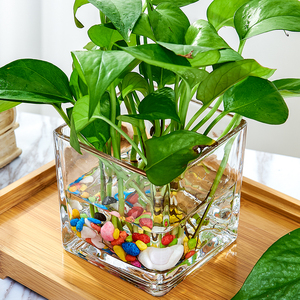 创意玻璃花盆绿萝白掌花瓶水培器皿水养植物瓶透明花器正方形容器