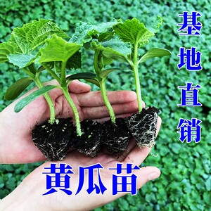 水果黄瓜苗秧阳台蔬菜苗种植盆栽南方秋季小青瓜春播四季大全种子