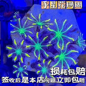 手星花珊瑚 金边绿芯 好养繁殖快 新手软体 LPS活体包损大手星花