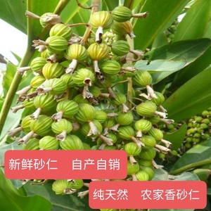 2023年新鲜砂仁  纯天然  贵州香砂仁  养胃中药特级香料500g