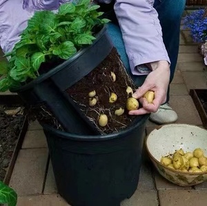 土豆种植盆塑料花盆家庭阳台盆栽蔬菜花生红薯种植专用盆种菜神器