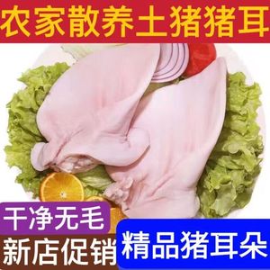 【国产猪】新鲜猪耳朵片猪耳尖冻新鲜猪耳朵商用肉带根猪耳纯干货