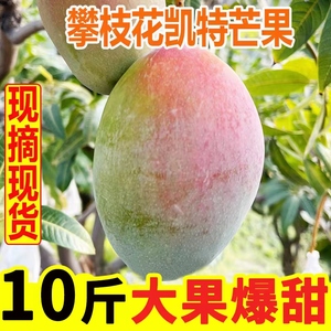 四川攀枝花凯特芒果新鲜大芒果10斤当季水果整箱应季芒果新的包邮