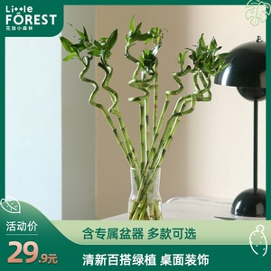 花加小森林室内办公室绿植多肉百合竹薄荷苔玉文艺摆件盆栽包邮 阿里巴巴找货神器 花加小森林室内办公室绿植多肉百合竹薄荷苔玉文艺摆件盆栽包邮 阿里巴巴找货神器