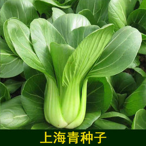 上海青种子小白菜菜种子矮脚小青菜籽蔬菜种子油菜阳台园艺四季