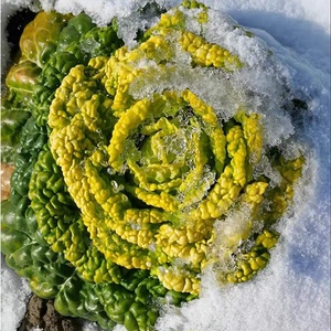 黄心乌菜乌塌菜种子四季白菜冬天青菜蔬菜子黑菜盆栽秋冬季菜籽