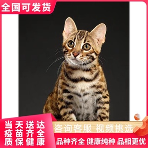 纯种孟加拉豹猫幼猫玩具虎猫老虎猫活体玫瑰花纹短毛赛级宠物猫咪