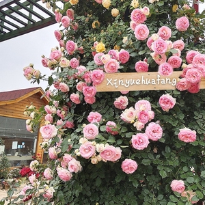 蔷薇花架子 蔷薇花架子品牌 价格 阿里巴巴 蔷薇花架子 蔷薇花架子品牌 价格 阿里巴巴
