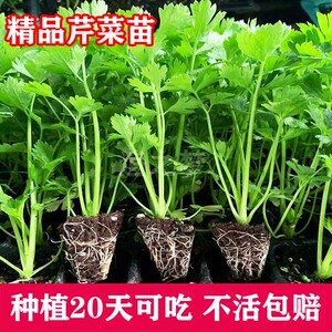 芹菜苗四季小香芹秧苗阳台盆栽文图拉西芹根芹子大全耐寒蔬菜种籽