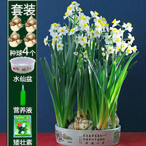 元の花球根 美しい花の画像