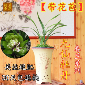 德金兰花苗春兰九仙牡丹带花苞兰草花卉观花盆栽植物室内盆景浓香 阿里巴巴找货神器 德金兰花苗春兰九仙牡丹带花苞兰草花卉观花盆栽植物室内盆景浓香 阿里巴巴找货神器