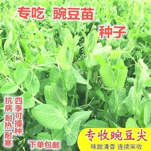 无须豌豆苗种子水培荷兰豆芽特大豌豆尖苗菜春秋冬四季播蔬菜种子