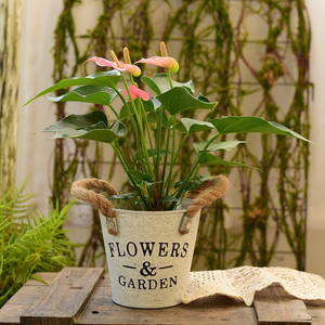 多肉花盆 铁艺创意个性桌面植物装饰花桶花器 室内阳台绿萝吊兰盆