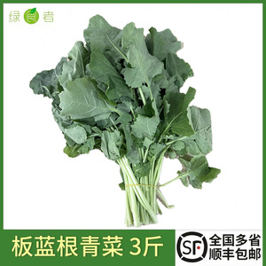 新鲜板蓝根青菜 新鲜青菜火锅青菜药食同源新鲜蔬菜现摘现发包邮