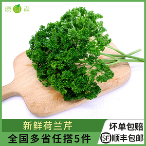 新鲜荷兰芹250g 法国香菜欧芹西洋芹 西餐蔬菜火锅摆盘装饰用材料