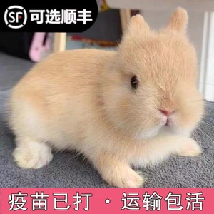 兔子活苗公母一对宠物兔家兔侏儒兔活体肉兔家养幼兔活苗小白兔子
