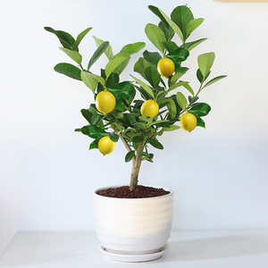 香水柠檬树盆栽植物金桔树室内客厅花好养树苗结果可食用网红绿植