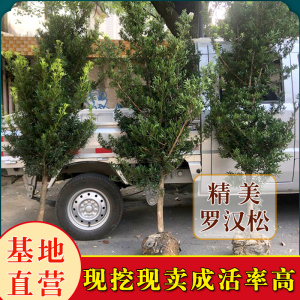 罗汉松树苗别墅庭院大树名贵台湾迎客松雀舌小叶绿植盆栽四季常青