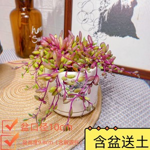紫玄月吊兰多肉植物组合盆栽绿植花卉带盆新手大颗阳台办公桌盆景