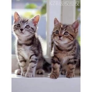 中华田园猫纯种橘猫狸花猫猫咪活体活物网红三花猫纯黑纯白奶牛猫