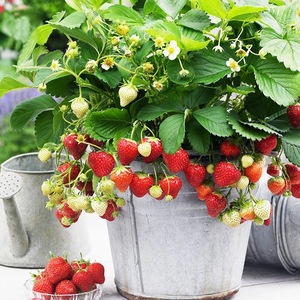 草莓种子四季种易活草莓种籽室内蔬菜水果植物阳台观花卉盆栽种子