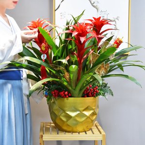 鸿运当头大盆栽植物客厅办公室内开花红凤梨绿植花卉易活四季好养